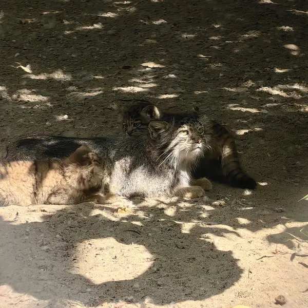 A photograph of Ginger in Novosibirsk Zoo