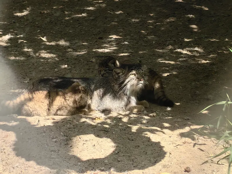A photograph of Ginger in Novosibirsk Zoo