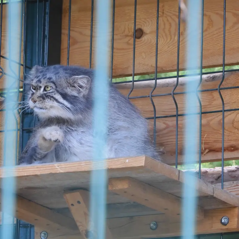 A photograph of a Pallas's cat