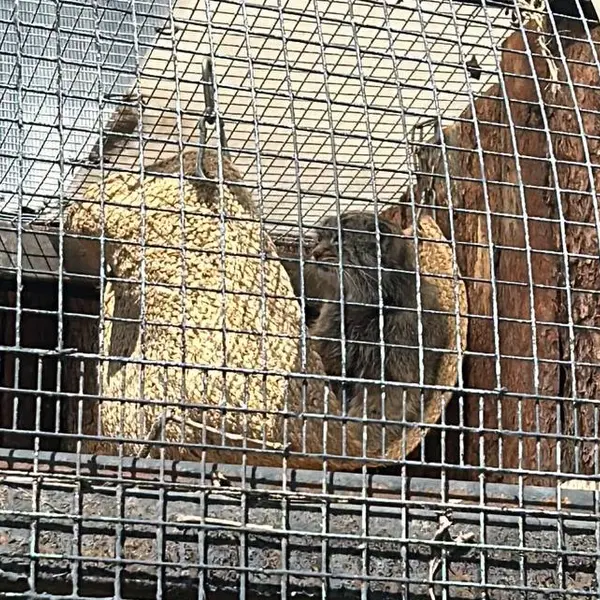 A photograph of Pepe in Leningrad zoo