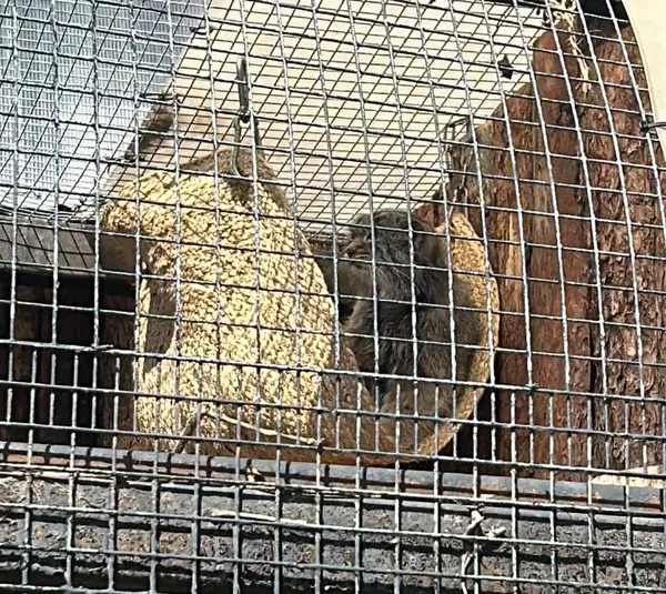 A photograph of Pepe in Leningrad zoo