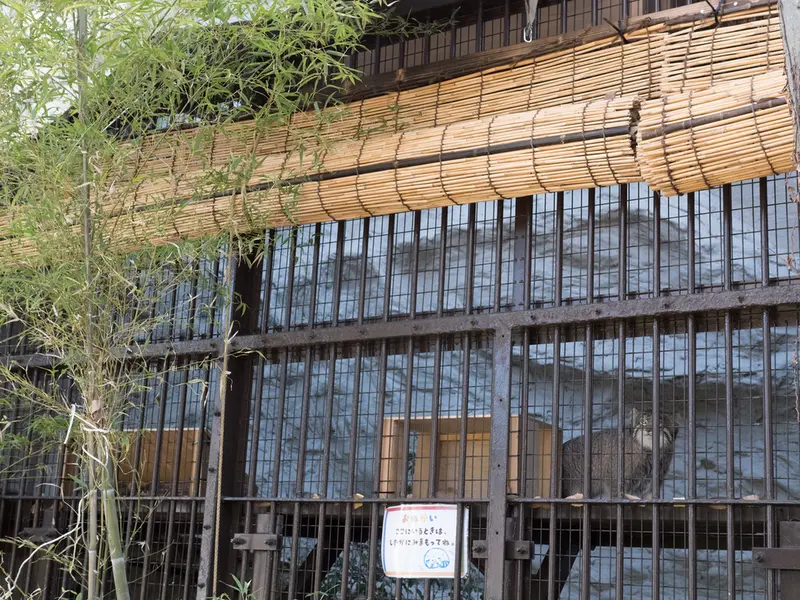 A photograph of Figa in Nogeyama Zoo