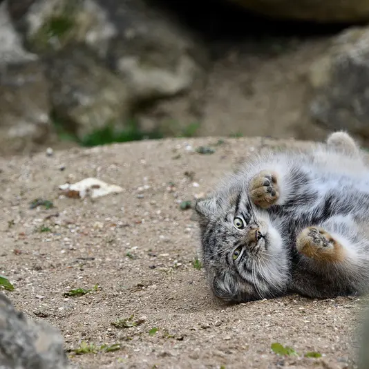 A photograph of Altai in Port Lympne Wild Animal Park