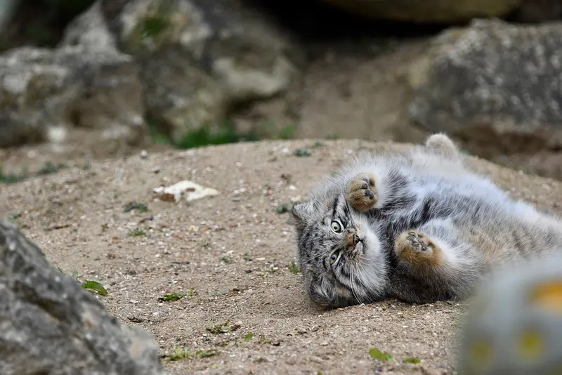 A photograph of Altai in Port Lympne Wild Animal Park
