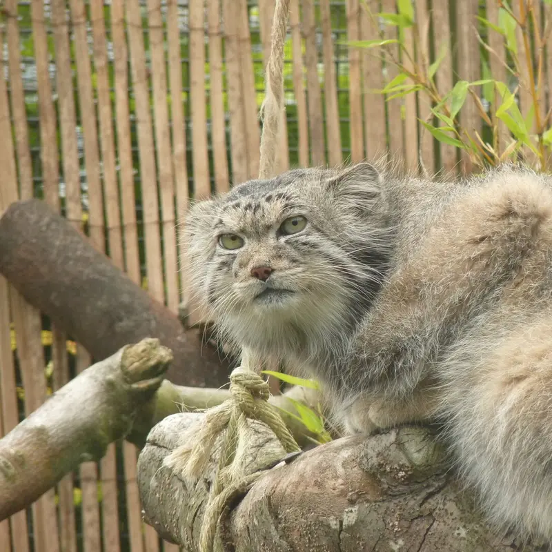 A photograph of Akiko in Edinburgh Zoo