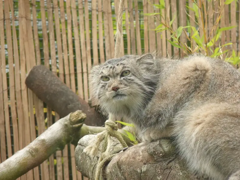 A photograph of Akiko in Edinburgh Zoo