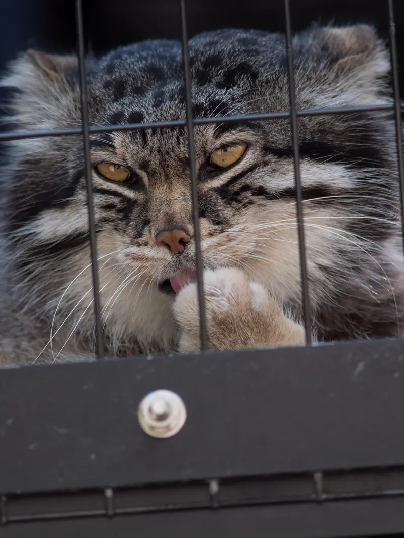 A photograph of Grusha in Asahiyama Zoo