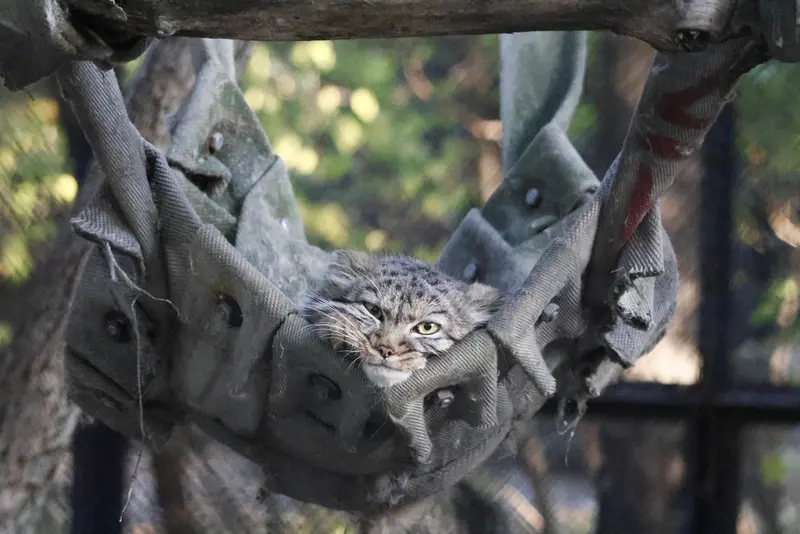 A photograph of a Pallas's cat in Novosibirsk Zoo