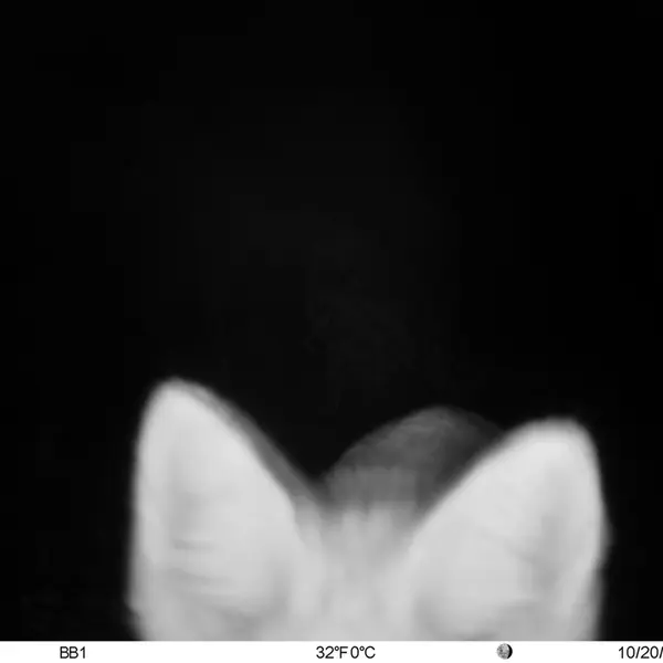 A photograph of Red fox from Aktas-Kunkora camera trap