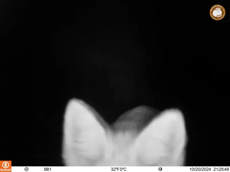 A photograph of Red fox from Aktas-Kunkora camera trap