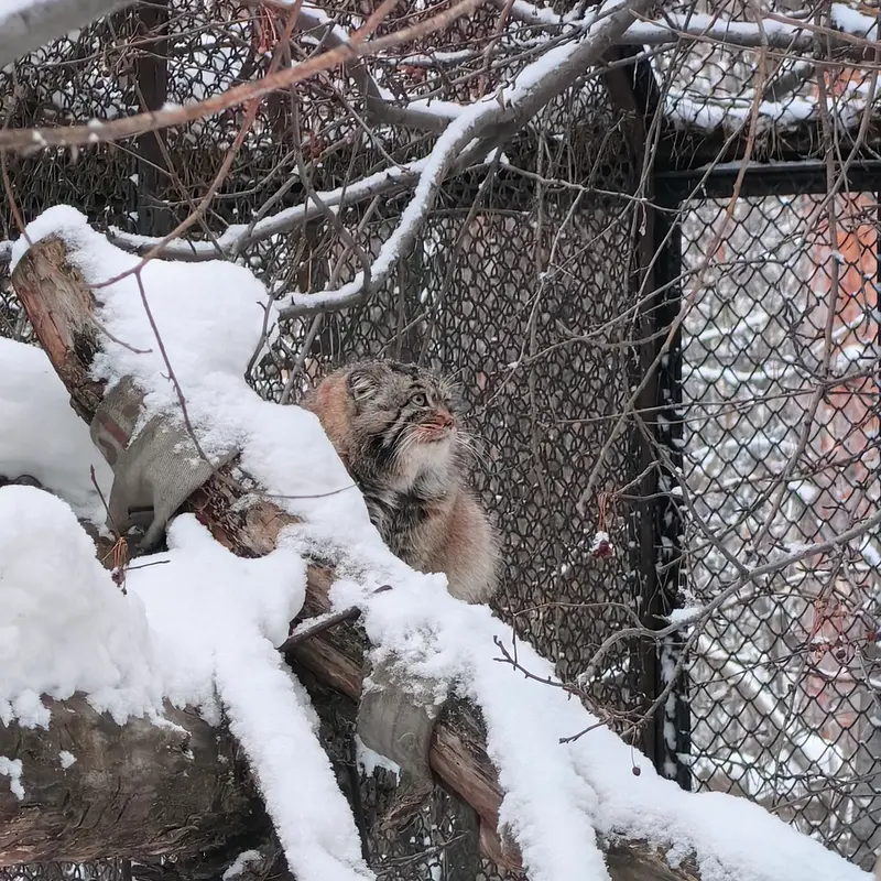 A photograph of Achi in Novosibirsk Zoo