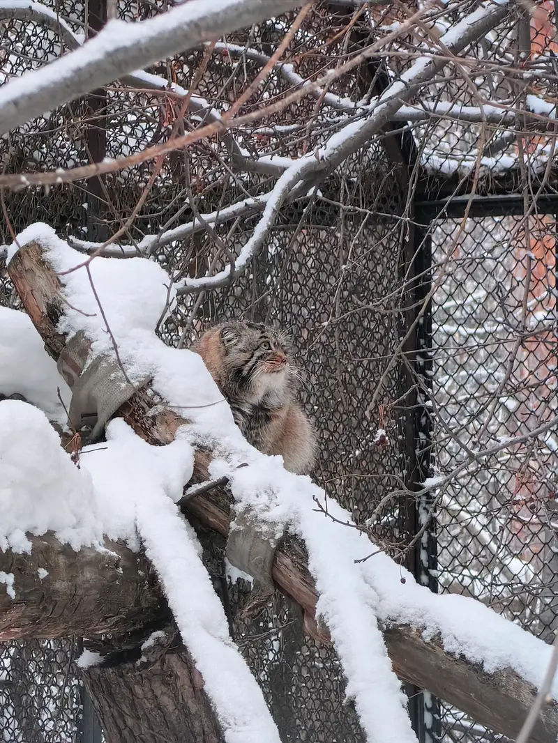 A photograph of Achi in Novosibirsk Zoo