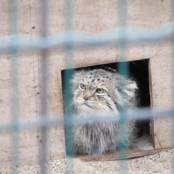 A photograph of Manuela in Magdeburg Zoo