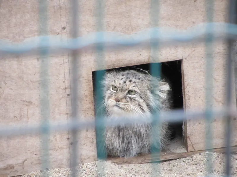 A photograph of Manuela in Magdeburg Zoo