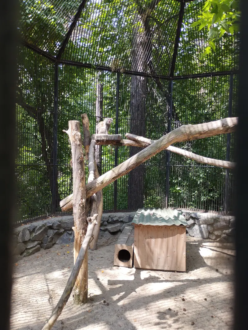 A photograph of a Pallas's cat in Novosibirsk Zoo