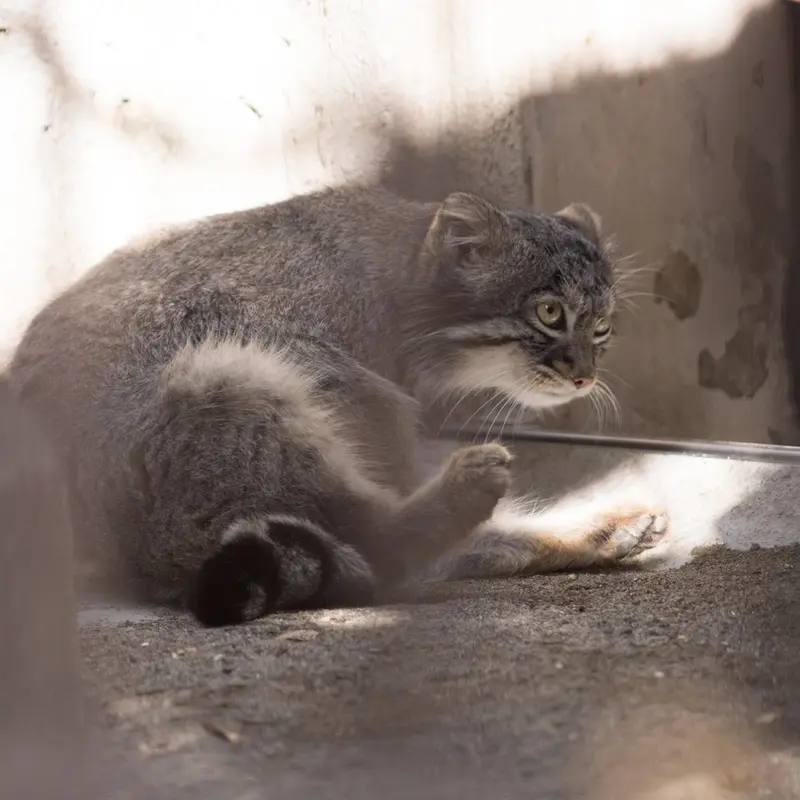 A photograph of Figa in Nogeyama Zoo