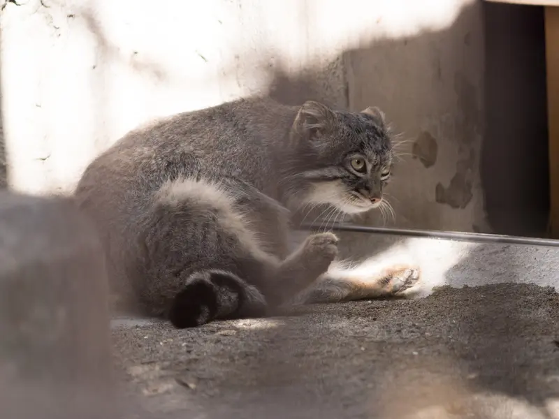 A photograph of Figa in Nogeyama Zoo