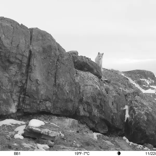 A photograph of Red fox from Aktas-Kunkora camera trap