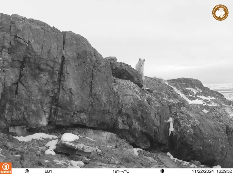A photograph of Red fox from Aktas-Kunkora camera trap