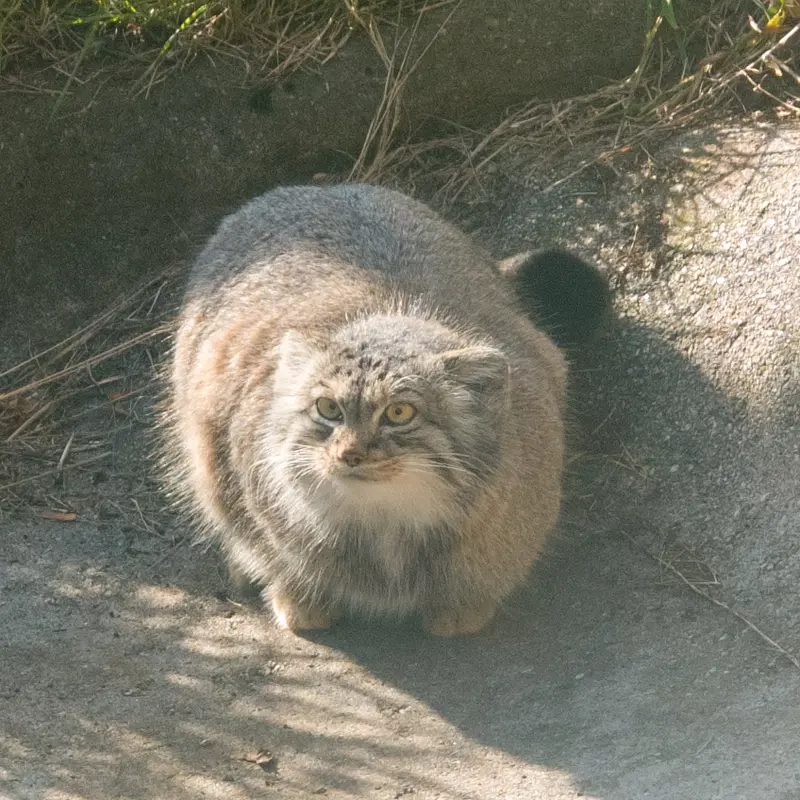 A photograph of Duchess in Edinburgh Zoo