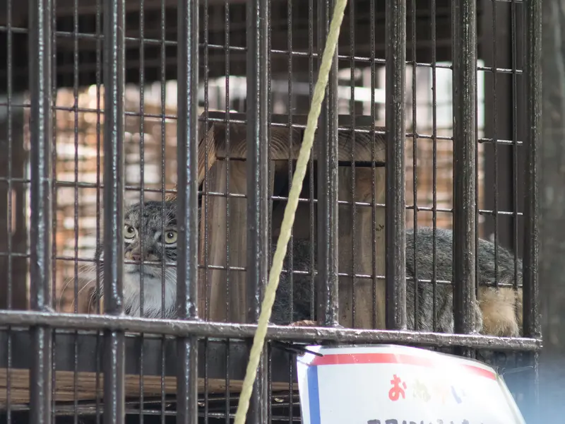 A photograph of a Pallas's cat