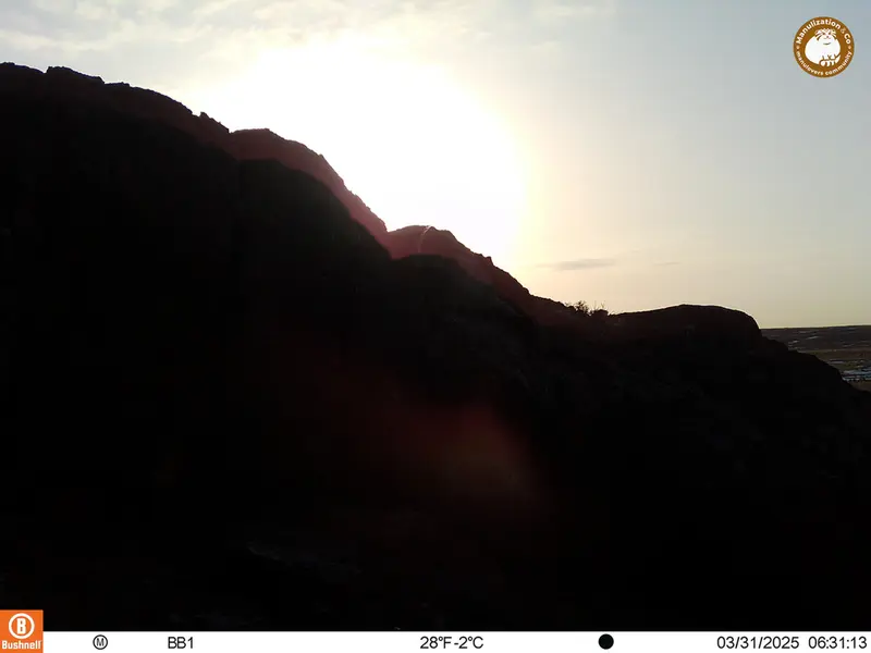 A photograph of Otocolobus manul manul from Aktas-Kunkora camera trap