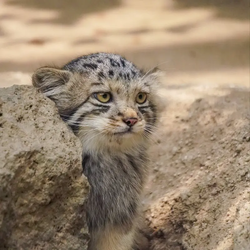 A photograph of San in Kobe Animal Kingdom