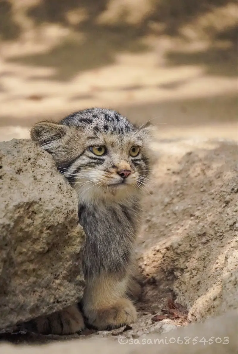 A photograph of San in Kobe Animal Kingdom