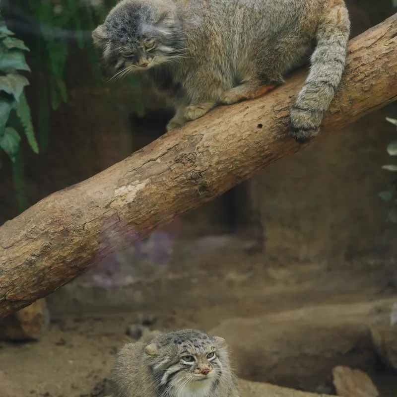 A photograph of Az in Kobe Animal Kingdom