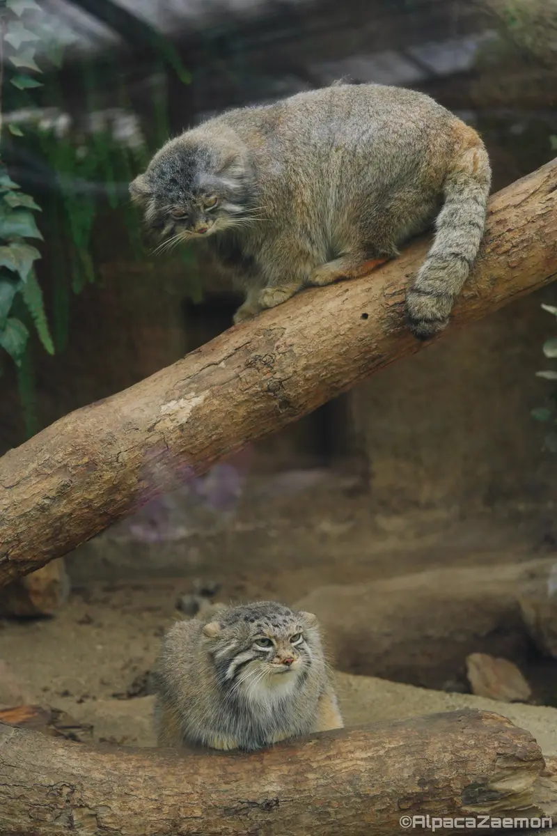A photograph of Az and Nar in Kobe Animal Kingdom