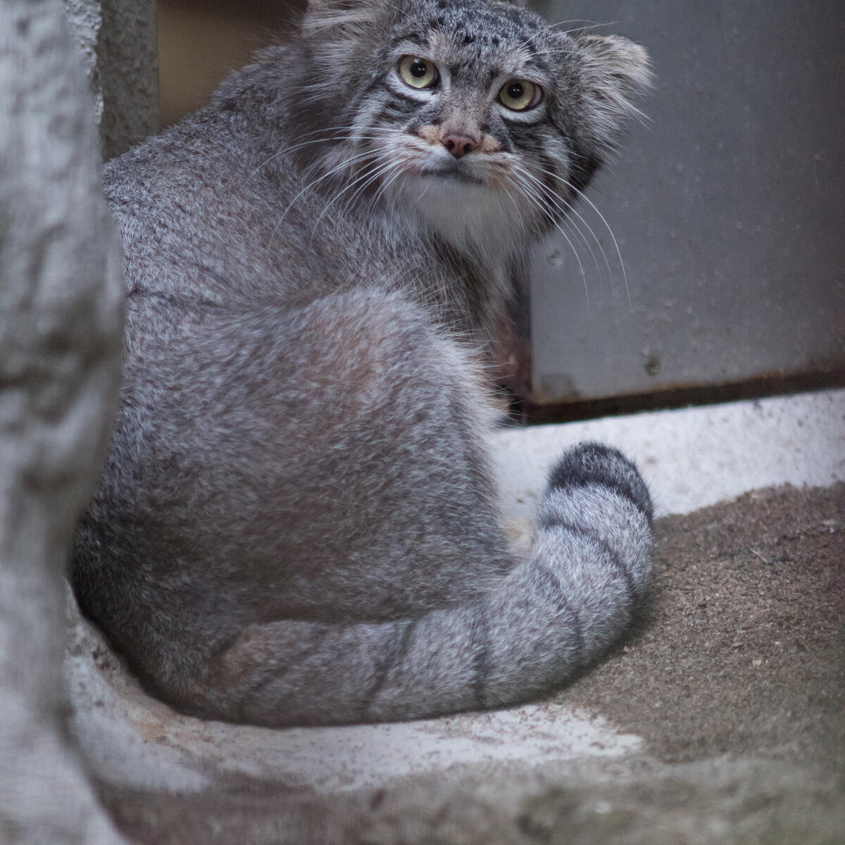 A Photograph Of Figa In Nogeyama Zoo Manulization Pallas s Cats a-photograph-of-figa-in-nogeyama-zoo-manulization-pallas-s-cats