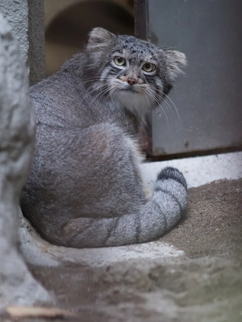 A photograph of Figa in Nogeyama Zoo