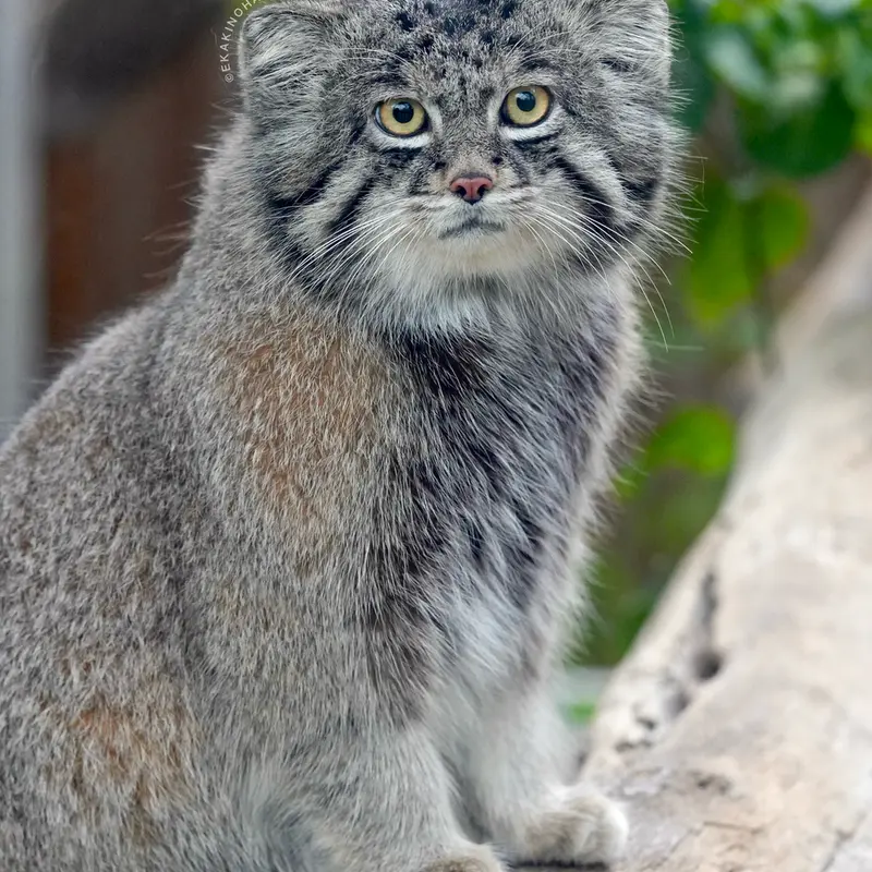 A photograph of Nar in Kobe Animal Kingdom