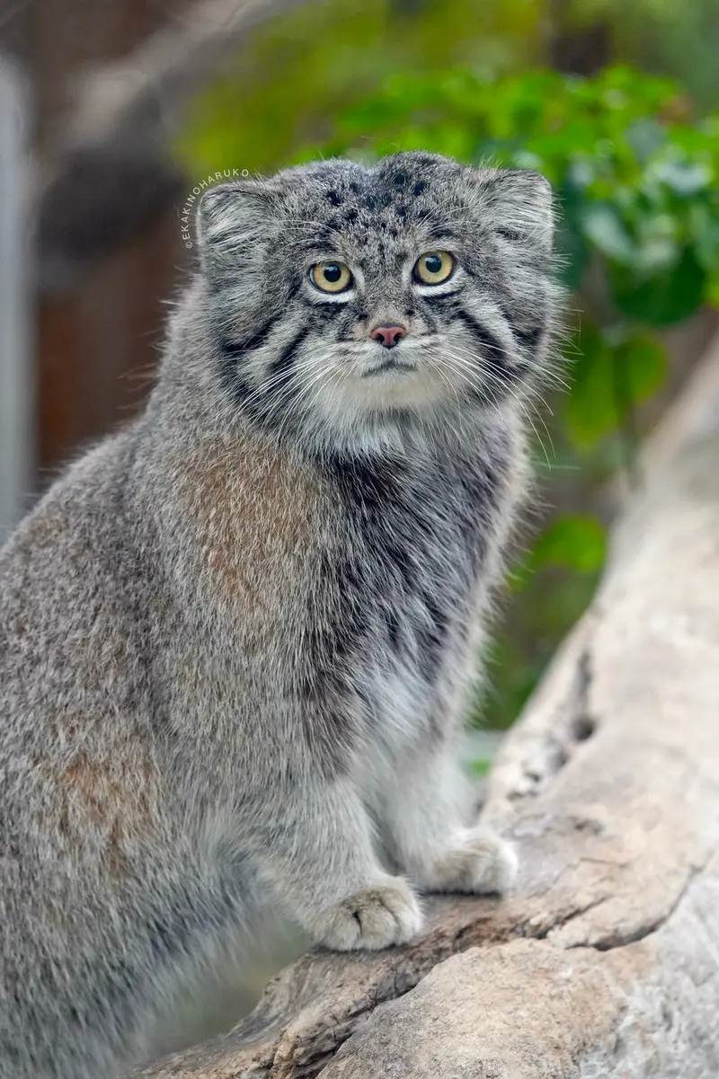 A photograph of Nar in Kobe Animal Kingdom