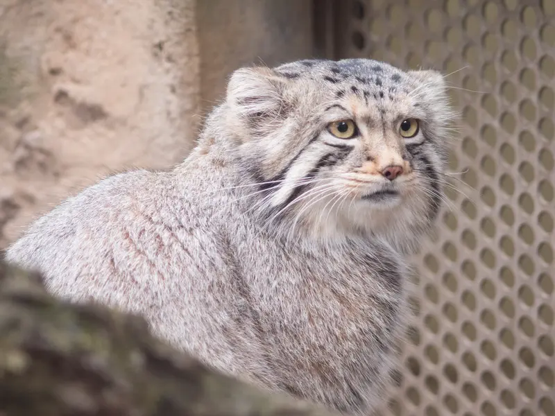 A photograph of Nagomu in Nasu Animal Kingdom
