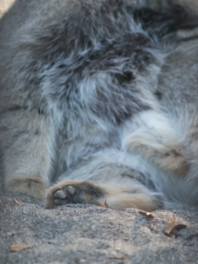A photograph of Figa in Nogeyama Zoo