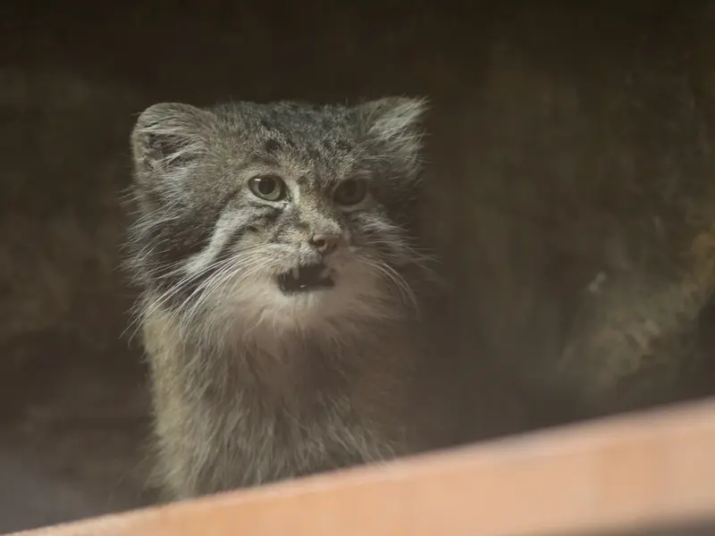 A photograph of Klyon in Ueno Zoological Gardens