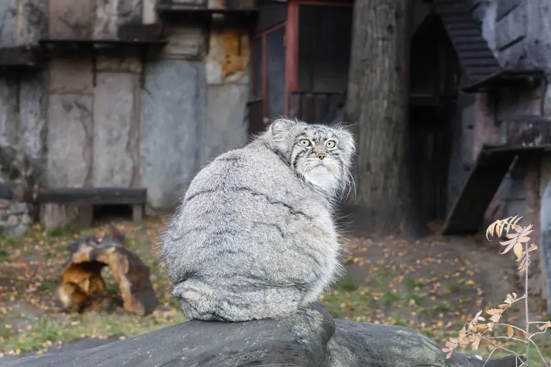 Timofey. A bulletin from the fattening-up season. Graphic!