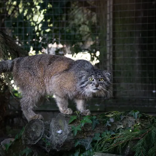 A photograph of Kulki in Banham Zoo