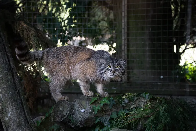 A photograph of Kulki in Banham Zoo