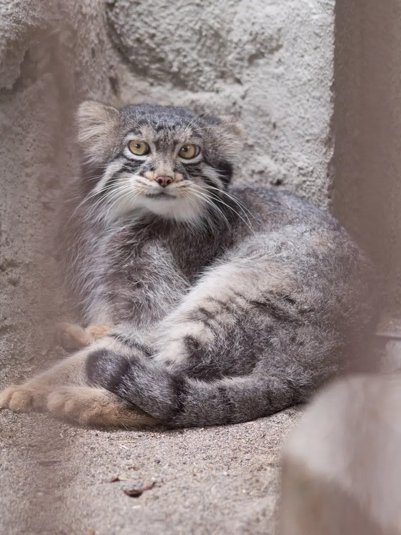 A photograph of Figa in Nogeyama Zoo