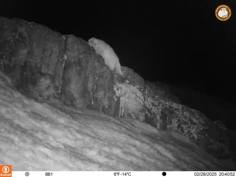 A photograph of Otocolobus manul manul from Aktas-Kunkora camera trap
