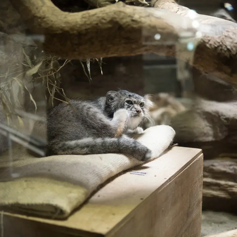 A photograph of Klyon in Ueno Zoological Gardens
