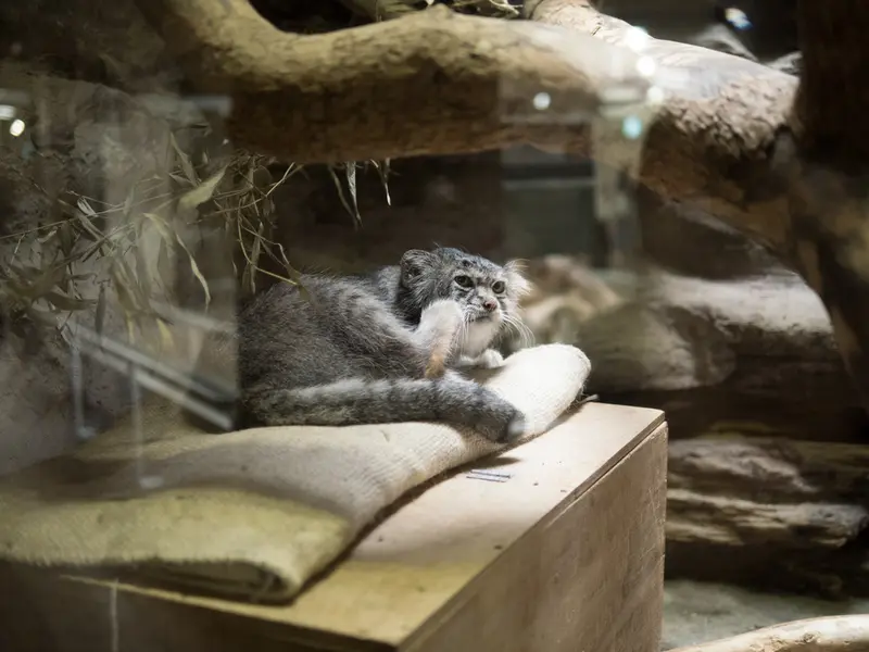 A photograph of Klyon in Ueno Zoological Gardens
