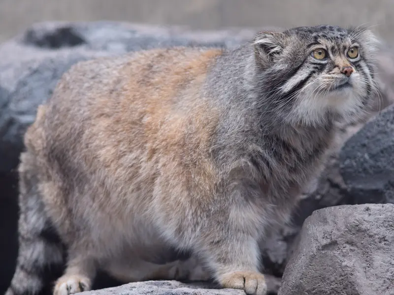 A photograph of Grusha in Asahiyama Zoo