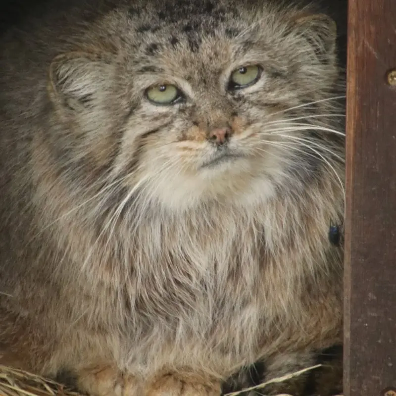 A photograph of Chogori in Brno Zoo
