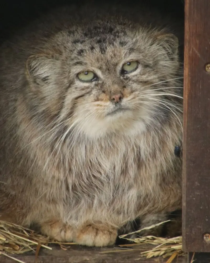 A photograph of Chogori in Brno Zoo