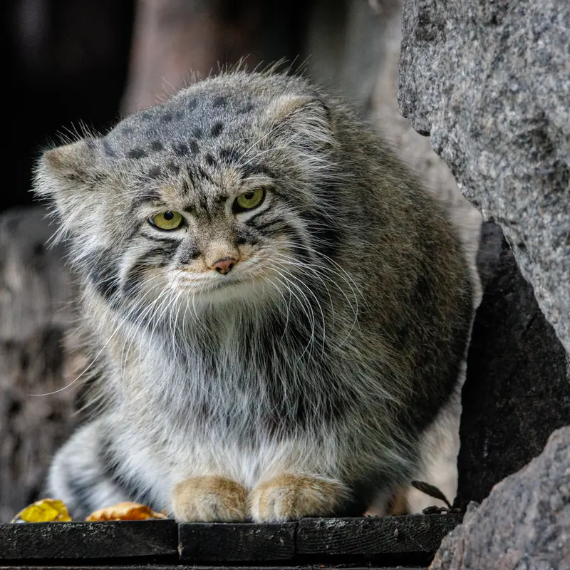A photograph of Timofey in Moscow zoo