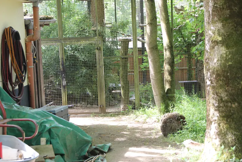 A photograph of a Pallas's cat in Neuwied Zoo
