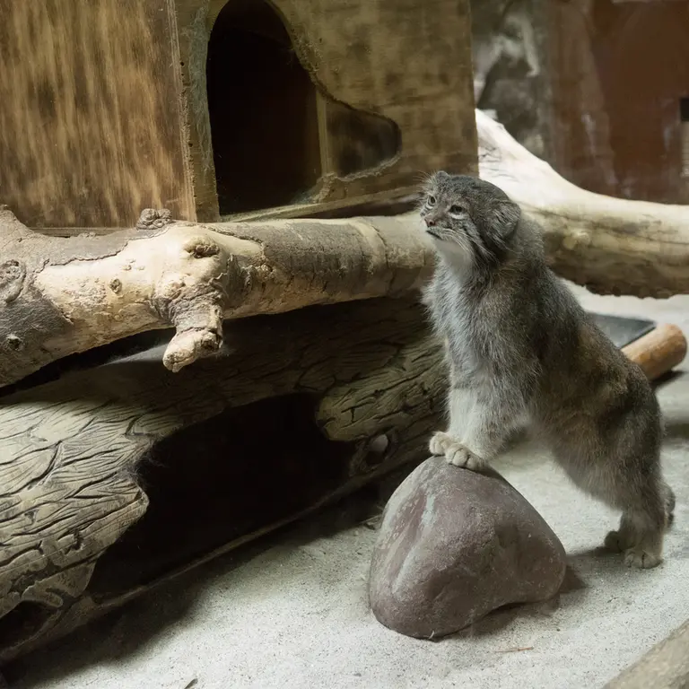 A photograph of Klyon in Ueno Zoological Gardens